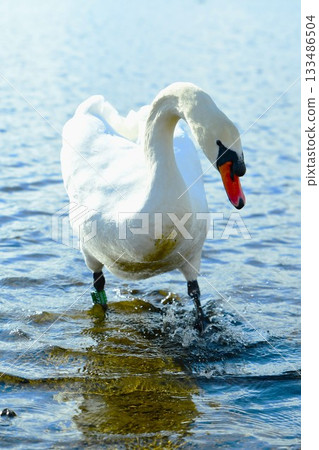 Swans walking on Lake Kawaguchi Swans walking on Lake Kawaguchi 133486504