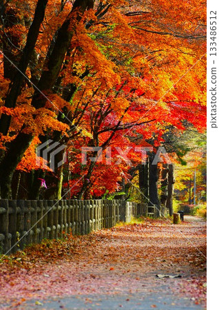 Landscape with autumn leaves Landscape with autumn leaves 133486512