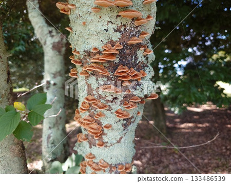 An old tree trunk covered with ash 133486539