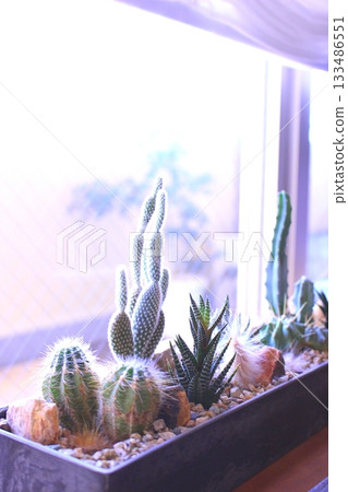 窗台上的盆栽仙人掌 133486551