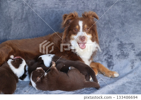A brown and white dog is laying on a couch with her puppies 133486694