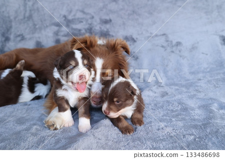 A mother dog and her three puppies are laying on a blanket 133486698