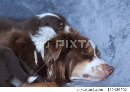Two dogs are sleeping on a blue blanket Two dogs are sleeping on a blue blanket 133486702