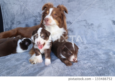 A mother dog and her three puppies are laying on a blanket A mother dog and her three puppies are laying on a blanket 133486752