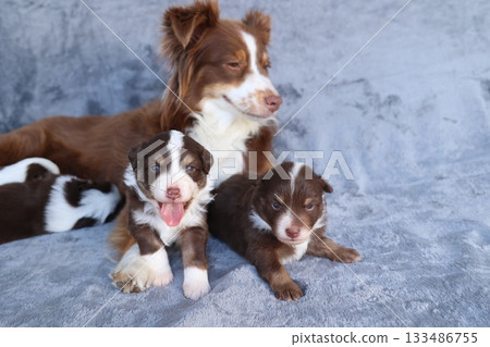 A mother dog and her two puppies are laying on a grey blanket 133486755