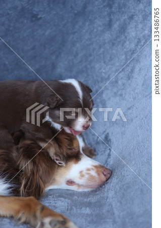 A small brown and white dog is laying on a blue blanket next to a larger dog 133486765
