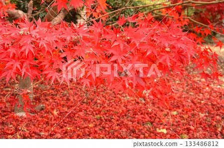 鮮紅的秋葉 133486812