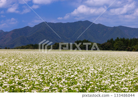 Sawada, Shimogo-machi, Minamiaizu-gun, Fukushima Prefecture: White buckwheat flowers in the vast buckwheat fields of Sarugaku Plateau, a clear blue sky, and mountain ridges Sawada, Shimogo-machi, Minamiaizu-gun, Fukushima Prefecture: White buckwheat flowers in the vast buckwheat fields of Sarugaku Plateau, a clear blue sky, and mountain ridges 133486844