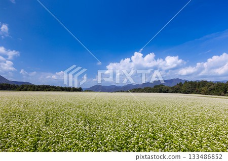 福島縣南會津郡下鄉町佐樂高原廣闊的蕎麥田裡的白色蕎麥花，清澈的藍天和山脊 133486852