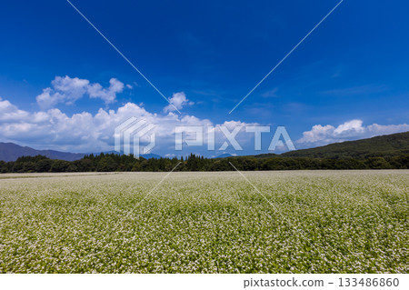 福島縣南會津郡下鄉町佐樂高原廣闊的蕎麥田裡的白色蕎麥花，清澈的藍天和山脊 133486860