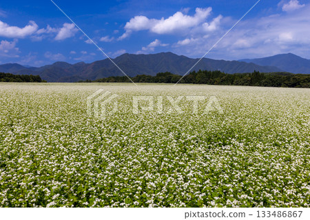 Sawada, Shimogo-machi, Minamiaizu-gun, Fukushima Prefecture: White buckwheat flowers in the vast buckwheat fields of Sarugaku Plateau, a clear blue sky, and mountain ridges Sawada, Shimogo-machi, Minamiaizu-gun, Fukushima Prefecture: White buckwheat flowers in the vast buckwheat fields of Sarugaku Plateau, a clear blue sky, and mountain ridges 133486867