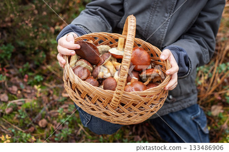 Child holding basket full of wild mushrooms in forest Child holding basket full of wild mushrooms in forest 133486906