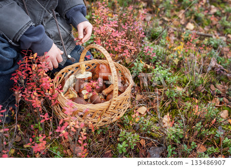 Person holding full basket of wild mushrooms in autumn forest Person holding full basket of wild mushrooms in autumn forest 133486907