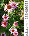 Purple Coneflower Echinacea Blossoms in Summer Garden 133486958