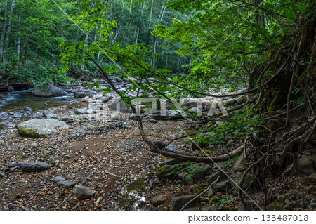 Tree roots and rocks spread along the riverbank in summer in Hiedama Village, Fukushima Prefecture Tree roots and rocks spread along the riverbank in summer in Hiedama Village, Fukushima Prefecture 133487018