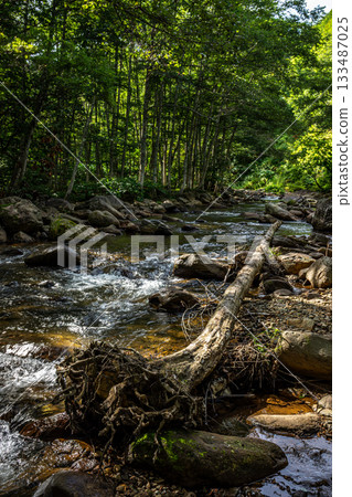 Summer mountain stream in Hiedama Village, Fukushima Prefecture, with fallen trees and flowing water in the sunlight filtering through the trees 133487025