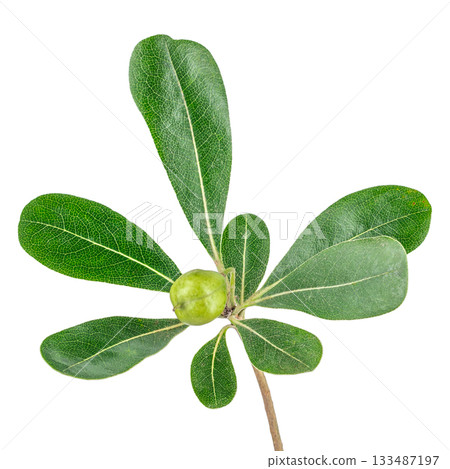 Tropical green leaf branch with small fruit isolated on white background Tropical green leaf branch with small fruit isolated on white background 133487197
