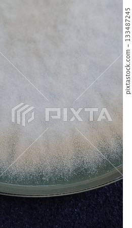 米麴菌的巨型菌落 133487245