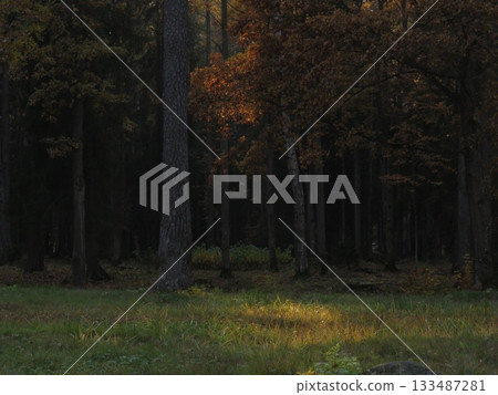 Golden rays of sunlight filtering through tree canopies, on an Autumn evening. Stunning Forest Scenic Fall Landscape Background. Beautiful fall scenery 133487281