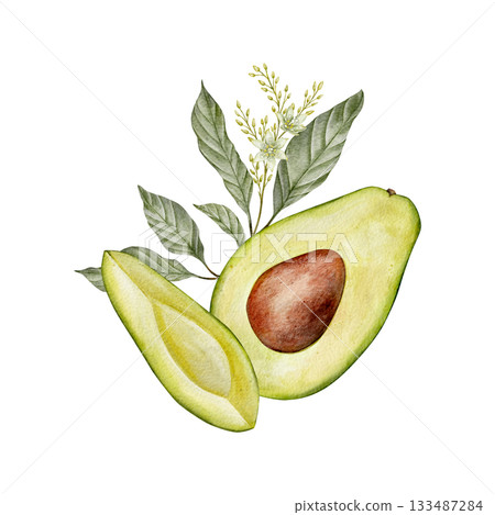 Watercolor half avocado with seed, leaves and flowers illustration. Hand drawn botanical drawing. Green plant fruit on isolated background for food, cosmetic packaging design, card, invitation. Watercolor half avocado with seed, leaves and flowers illustration. Hand drawn botanical drawing. Green plant fruit on isolated background for food, cosmetic packaging design, card, invitation. 133487284