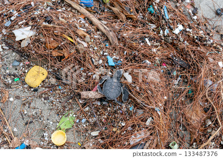 Baby green sea turtle walking on plastic trash Baby green sea turtle walking on plastic trash 133487376