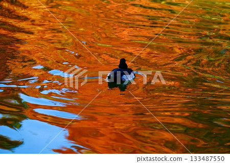 Ducks floating on the waterfront dyed red by autumn leaves 133487550