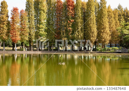 比較埼玉縣別所沼公園秋季落葉鬆的高度 比較埼玉縣別所沼公園秋季落葉鬆的高度 133487648