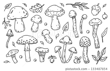 A set of different mushrooms 133487854