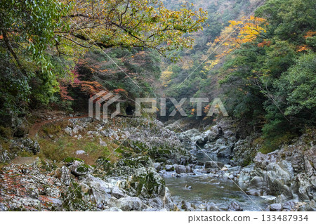 山口縣長門峽的美景,苔蘚覆蓋的岩石與秋葉交相輝映。 山口縣長門峽的美景,苔蘚覆蓋的岩石與秋葉交相輝映。 133487934