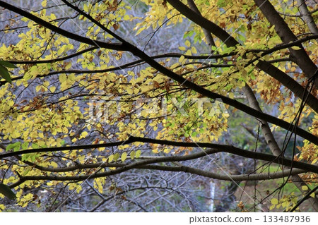 Yellow leaves and gray dead trees Yellow leaves and gray dead trees 133487936