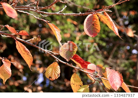 Autumn leaves 133487937