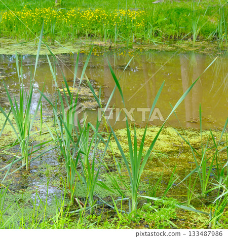 Lush Green Reeds and Duckweed on a Tranquil Swamp Pond 133487986