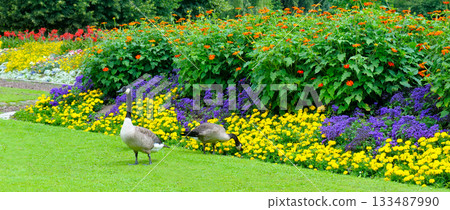 Canadian Geese Grazing in a Vibrant Summer Flower Garden 133487990