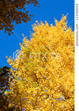 Ginkgo biloba turned yellow Ginkgo biloba turned yellow 133488028