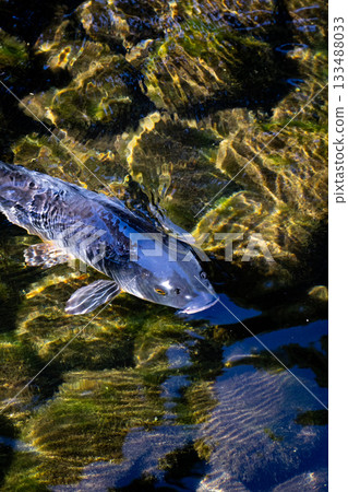 Black carp swimming in a pond 133488033