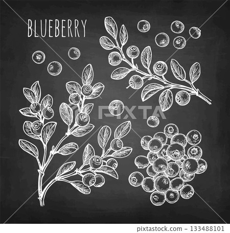 Blueberry chalk sketches set. 133488101