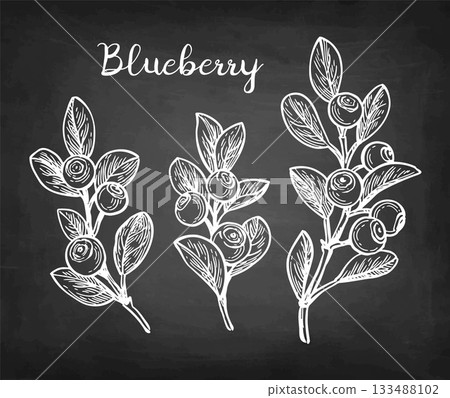 Blueberry branch chalk sketch. 133488102