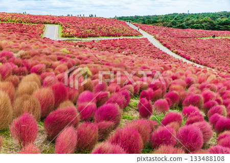 秋天的掃帚草葉(茨城縣日立海濱公園) 秋天的掃帚草葉(茨城縣日立海濱公園) 133488108
