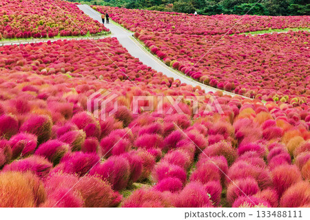 秋天的掃帚草葉（茨城縣日立海濱公園） 133488111