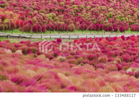 秋天的掃帚草葉(茨城縣日立海濱公園) 秋天的掃帚草葉(茨城縣日立海濱公園) 133488117