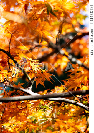 Orange autumn leaves Orange autumn leaves 133488151