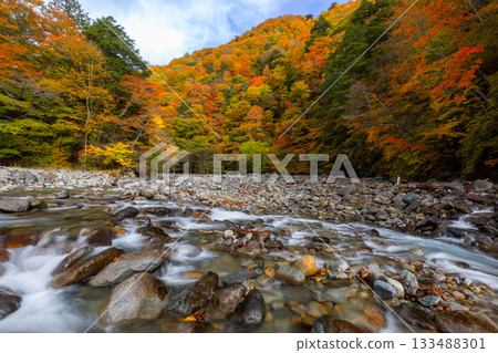山梨縣山梨市三富川浦：笛吹川的流水和西澤谷二又吊橋附近的秋葉 133488301