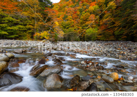 Mitomikawaura, Yamanashi City, Yamanashi Prefecture: The flow of the Fuefuki River and autumn foliage near the Nishizawa Valley Futamata Suspension Bridge 133488303