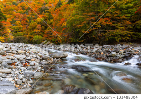 山梨縣山梨市三富川浦：笛吹川的流水和西澤谷二又吊橋附近的秋葉 133488304