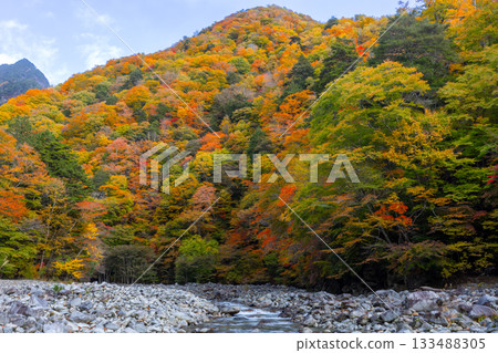 山梨縣山梨市三富川浦：笛吹川的流水和西澤谷二又吊橋附近的秋葉 133488305