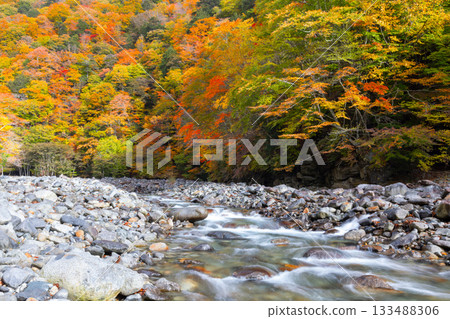 Mitomikawaura, Yamanashi City, Yamanashi Prefecture: The flow of the Fuefuki River and autumn foliage near the Nishizawa Valley Futamata Suspension Bridge Mitomikawaura, Yamanashi City, Yamanashi Prefecture: The flow of the Fuefuki River and autumn foliage near the Nishizawa Valley Futamata Suspension Bridge 133488306