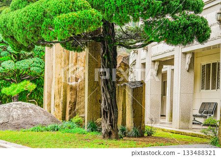 Korean pine. Pinus Koraiensis Plant Growing in The Garden in Korea 133488321