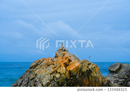 Great Cormorant Phalacrocorax carbo sits on the rock, East sea, South Korea 133488323