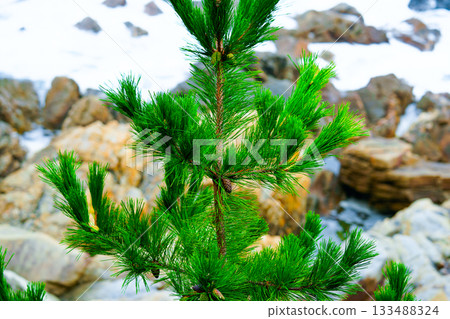 Pine Tree with needles and Pine Cone. Pine tree branch with cones in autumn 133488324