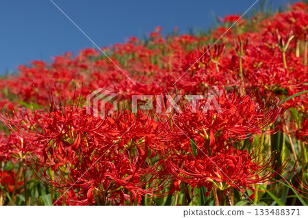 Hiratsukashinden, Kawagoe City, Saitama Prefecture, cluster of red spider lily blooms all over the Iruma River bank under the blue sky Hiratsukashinden, Kawagoe City, Saitama Prefecture, cluster of red spider lily blooms all over the Iruma River bank under the blue sky 133488371
